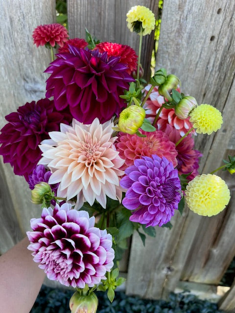 Dahlia Tuber Sale