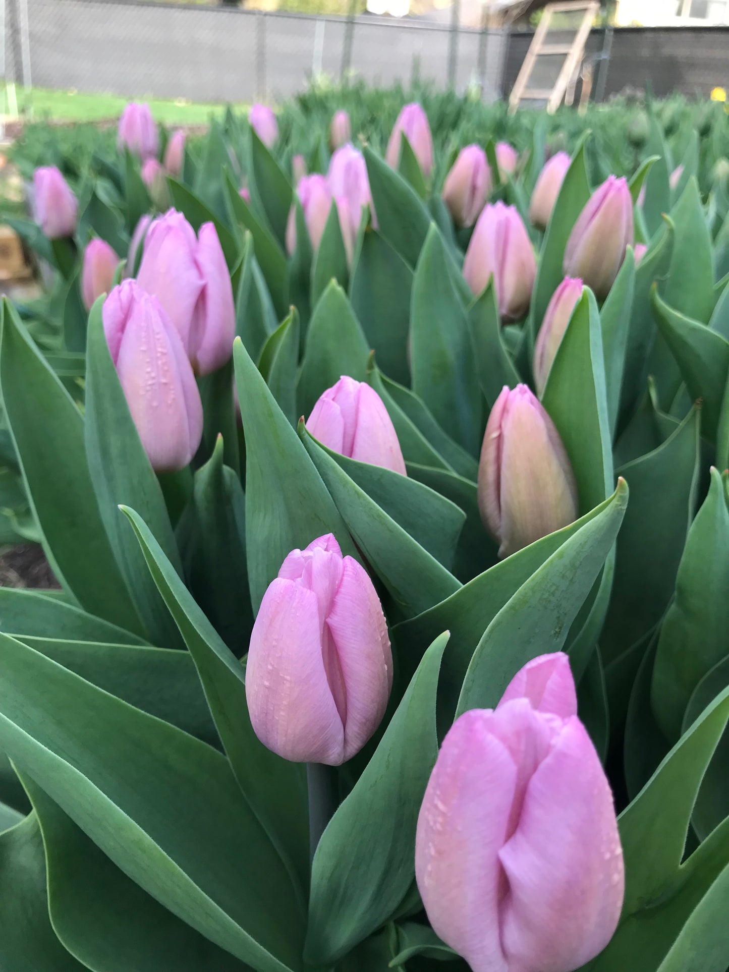 All the Tulips - 4 Week Subscription