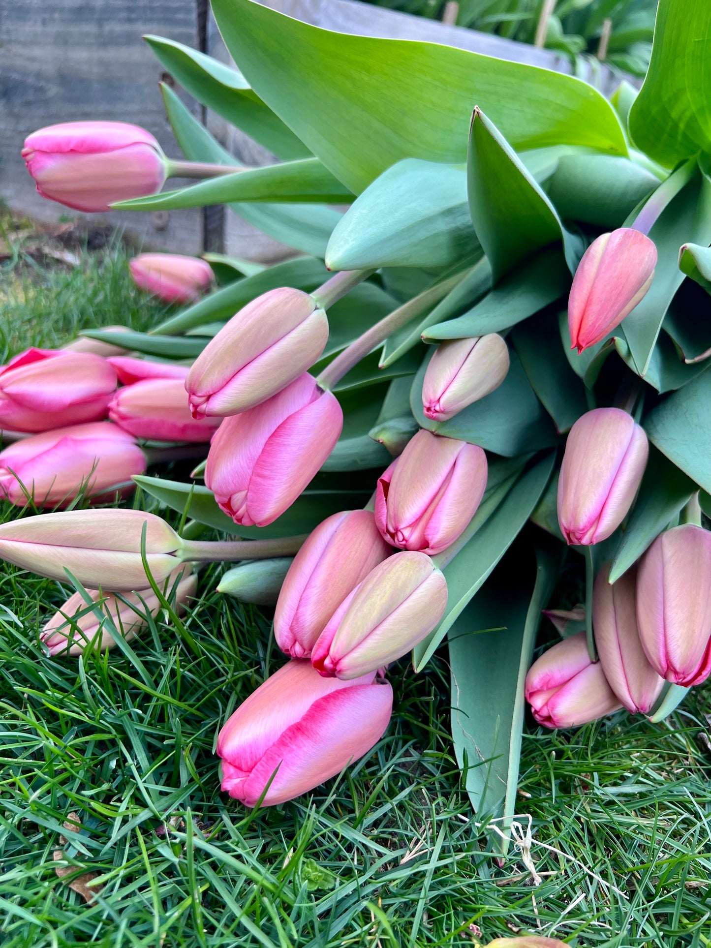 All the Tulips - 4 Week Subscription