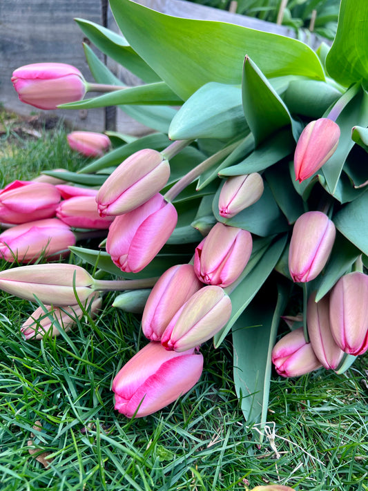 All the Tulips - 4 Week Subscription
