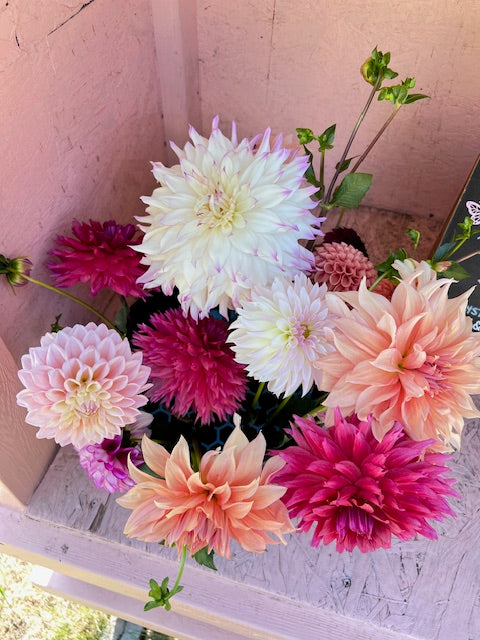 Ferncliff Illusion-Dinnerplate