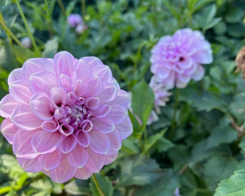 Blackberry Ice