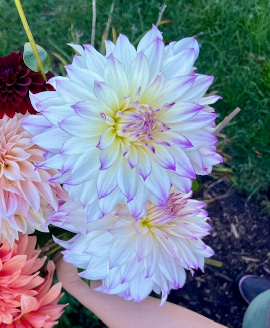 Ferncliff Illusion-Dinnerplate